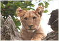 Longleat Safari Park - Not far from Croftlands Bed and Breakfast, Frome